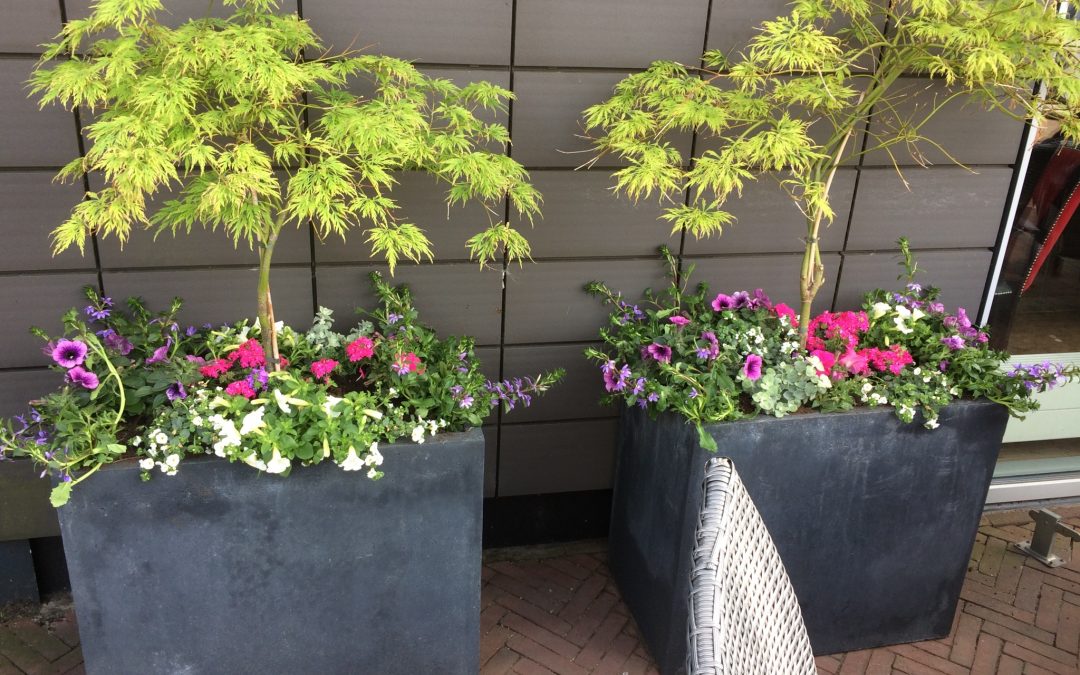 Plantenbakken terras Restaurant de Brugwachter