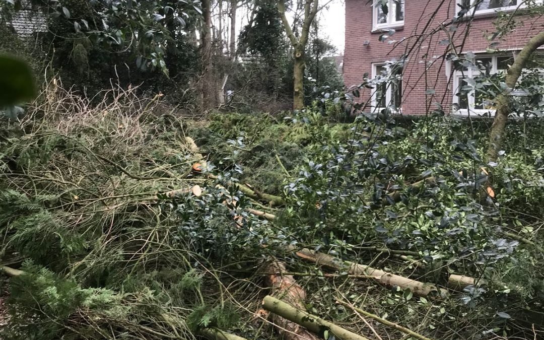 Bomen snoeien Ermelo